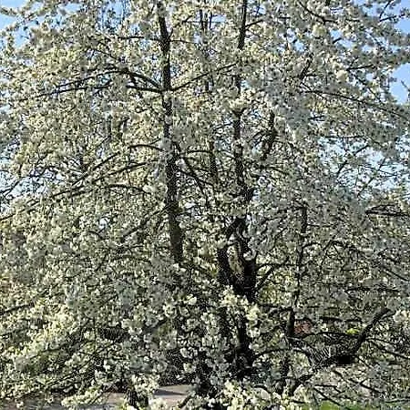 Le Clos Des Pommiers Uffholtz